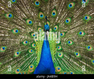 Indian peafowl Peacock. Stock Photo