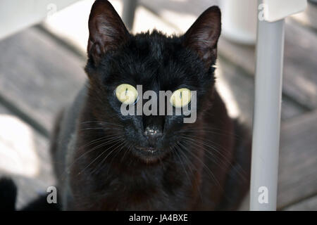 Black cat kitten with big yellow eyes and food on face Stock Photo