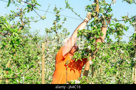 Simrishamn, Sweden - May 19, 2017: Environmental documentary. Orchard worker tying up apple tree branches on trellis while the tree is in full bloom. Stock Photo