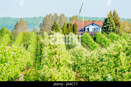 Simrishamn, Sweden - May 19, 2017: Environmental documentary. Homestead in large apple orchard. Forest in the distance. Stock Photo