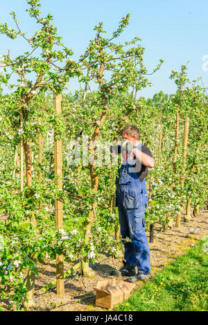 Simrishamn, Sweden - May 19, 2017: Environmental documentary. Orchard worker putting up new wooden poles to trellis in blooming apple tree orchard. Stock Photo