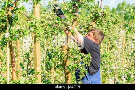 Simrishamn, Sweden - May 19, 2017: Environmental documentary. Orchard worker putting up new wooden poles to trellis in blooming apple tree orchard. Stock Photo