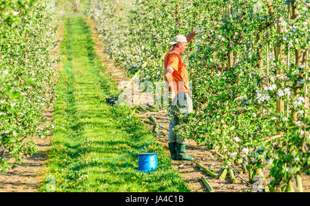 Simrishamn, Sweden - May 19, 2017: Environmental documentary. Orchard worker putting up new wooden poles to trellis in blooming apple tree orchard. Stock Photo