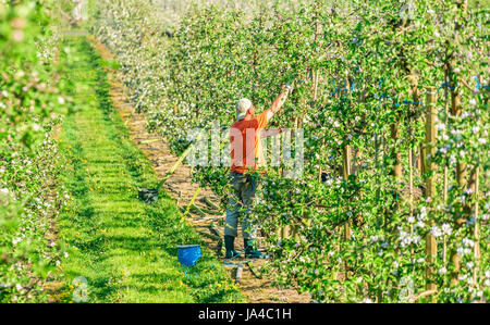 Simrishamn, Sweden - May 19, 2017: Environmental documentary. Orchard worker putting up new wooden poles to trellis in blooming apple tree orchard. Stock Photo