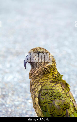 Kea bird (Nestor notabilis) in New Zealand Stock Photo