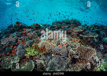 Colorful tropical reef fish, mainly Scalefin anthias, swim above a beautiful, current-swept coral reef near the island of Alor, Indonesia. Stock Photo