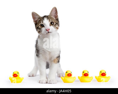 European shorthair kitten on white background with yellow rubber ducks looking straight in camera Stock Photo