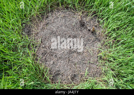 Ordinary ants on an anthill. Social insects. Stock Photo