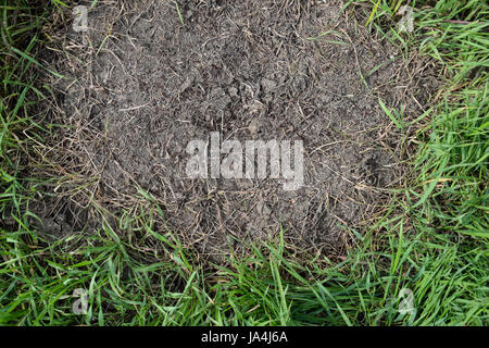 Ordinary ants on an anthill. Social insects.