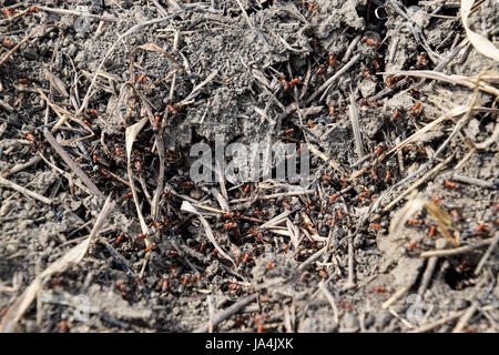 Ordinary ants on an anthill. Social insects. Stock Photo
