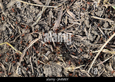 Ordinary ants on an anthill. Social insects. Stock Photo