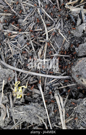 Ordinary ants on an anthill. Social insects. Stock Photo