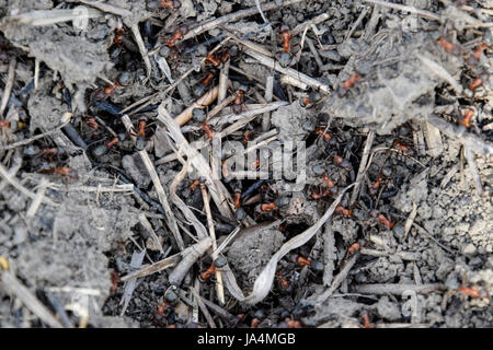 Ordinary ants on an anthill. Social insects. Stock Photo