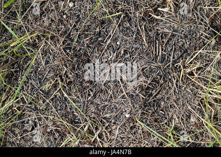 Ordinary ants on an anthill. Social insects.