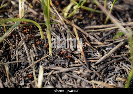 Ordinary ants on an anthill. Social insects. Stock Photo