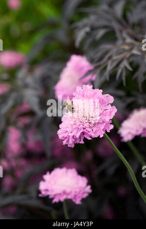 Honeybee on Scabiosa 'Kudos Pink'. Stock Photo