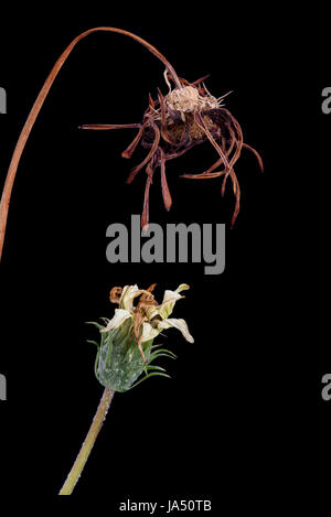 Close up details  of a dried gazania flower  isolated on black background Stock Photo