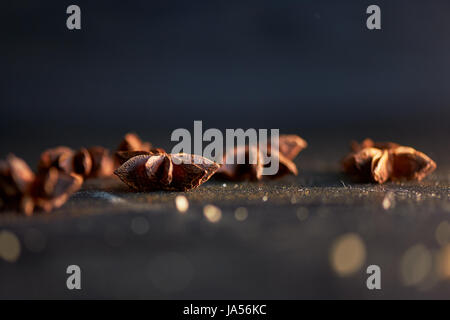 Macro image of star anise. Eastern seasoning for desserts Stock Photo