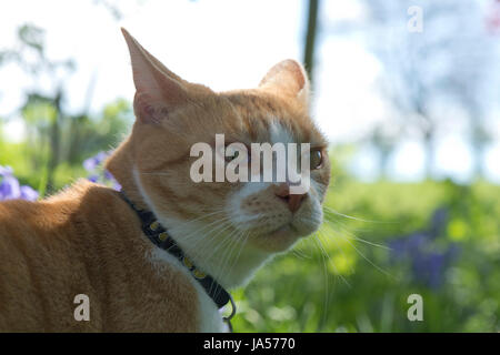 A ginger cat with her ears back looking alert with half closed ears ready to defend or attack Stock Photo