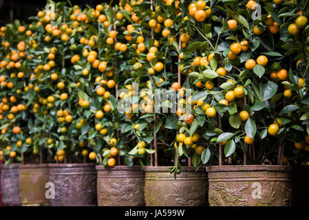 Horizontal close up of small mandarin orange trees on display for Chinese New Year in Hong Kong, China. Stock Photo