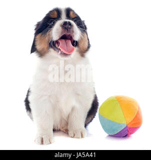 game, tournament, play, playing, plays, played, ball, dog, toy, puppy, studio, Stock Photo