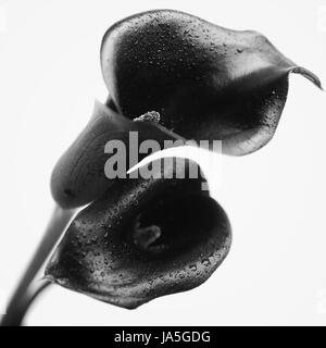 Two flowers of black calla isolated on white background Stock Photo