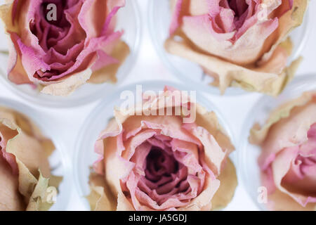 Background with dry pink roses flowers close-up Stock Photo