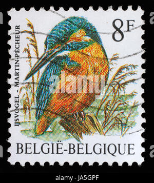 BELGIUM - CIRCA 2000: A stamp printed in Belgium shows bird, circa 2000 Stock Photo