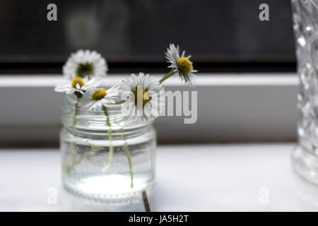 Daisies in a glass jar on a window sill Stock Photo