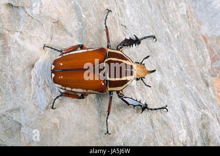 Giant Flower Beetle (Mecynorrhina torquata ugandensis) Stock Photo