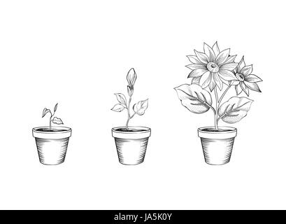 Flower growth set. Floral pot. Plant bloom stages. Sketch sign collection Stock Vector