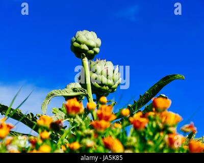 Artichokes on stalks in the field against a deep blue sky with bright orange/yellow flowers as accent. Île de Batz, France Stock Photo