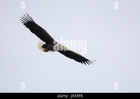 Adult White-tailed Eagle Stock Photo