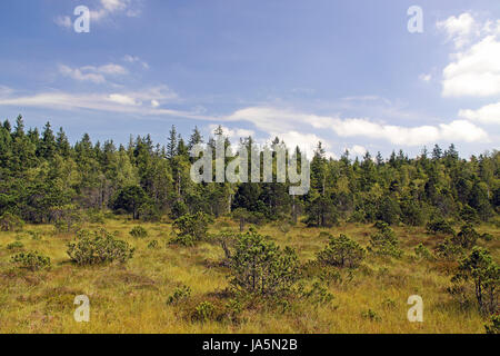 fen, moss, alps, conservation of nature, nature-sanctuary, fen, moss, mountain Stock Photo