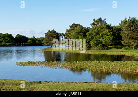 Hatchet Pond, near Brockenhurst, New Forest, Hampshire, England UK Stock Photo