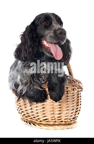 basket, dog, cocker spaniel, animal, pet, black, swarthy, jetblack, deep black, Stock Photo