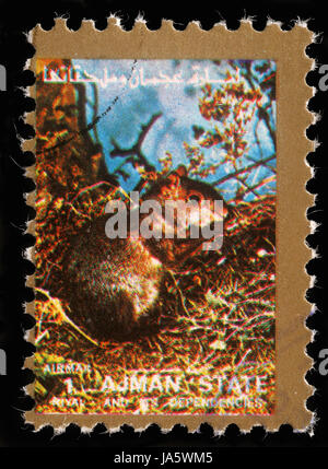 AJMAN - CIRCA 1973: stamp printed by Ajman shows squirrel, circa 1973 Stock Photo