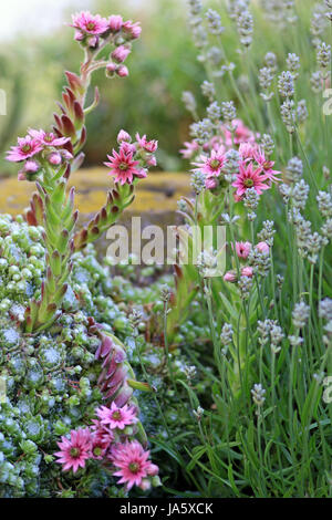 rockery with dachwurz and lavender Stock Photo