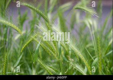 close up of wild grass Stock Photo