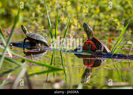 Two painted turtles basking in the sun on a log in Twin Lakes, Idahi. Stock Photo