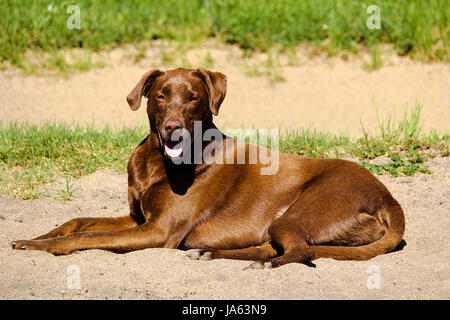 A dog lying down resting in sand. Stock Photo