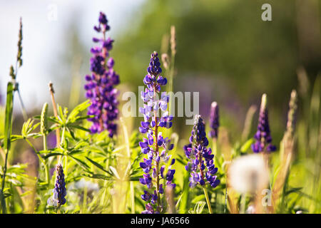 Fresh lupine close-up blooming in spring. Purple lupine flowers, summer meadow. Copy space. Stock Photo