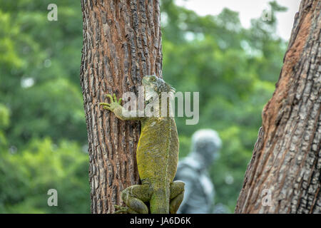 Iguana climbing a tree at Seminario Park (Iguanas Park) - Guayaquil, Ecuador Stock Photo