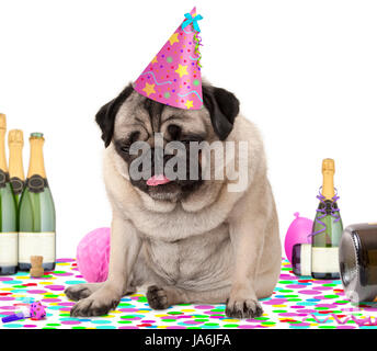 wasted pug puppy dog wearing party hat, sitting down on confetti, fed up and drunk on champagne, tired of partying, isolated on white background Stock Photo