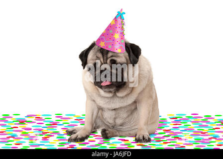 funny pug puppy dog wearing party hat, sitting down on confetti, drunk on champagne, tired with hangover, isolated on white background Stock Photo