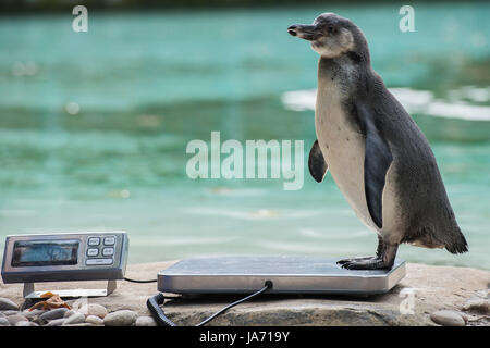 London, UK. 24th August, 2017. Penguins are enticed with fish - The annual weigh-in records animals' vital statistics at ZSL London Zoo. London, 24 August 2017 Credit: Guy Bell/Alamy Live News Stock Photo