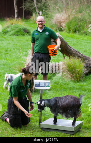 London, UK. 24th August, 2017. Zookeepers record the weights of pygmy goats at ZSL London Zoo as part of the zoo’s annual weigh in. Data for more than 700 different species is recorded during the weigh in as part of a process of monitoring their wellbeing and then shared with other zoos around the world using the Zoological Information Management System (ZIMS). Stock Photo