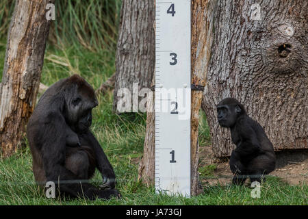 London, UK. 24th August, 2017. The annual weigh-in records animals' vital statistics at ZSL London Zoo. London, 24 August 2017 Credit: Guy Bell/Alamy Live News Stock Photo