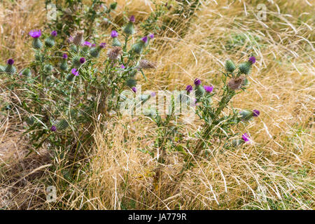 Purple milk thistles (Silybum marianum) growing in the wild (New Zealand) Stock Photo