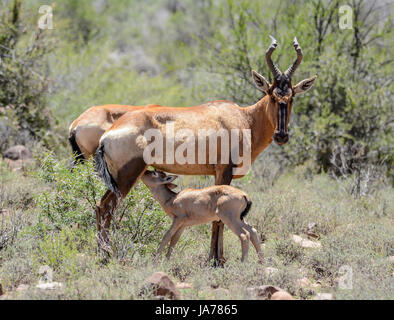 A baby Red hartebeest suckling in Southern African savanna Stock Photo